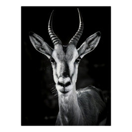 Pôster Fierce Gazelle Portrait - High Contrast Black & Wh