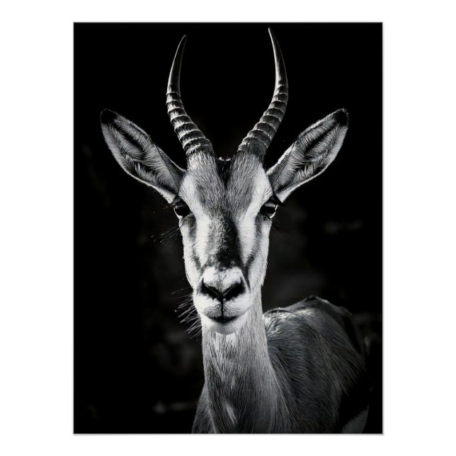Pôster Fierce Gazelle Portrait - High Contrast Black & Wh (Frente)