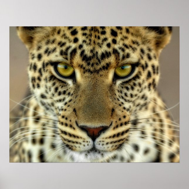 Pôster Fierce Leopard (Frente)