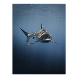 Pôster Fierce Ocean Predator – Shark
