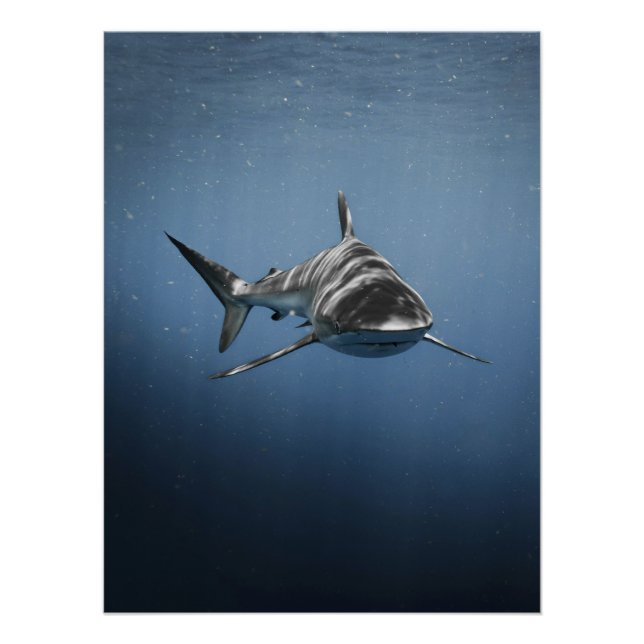 Pôster Fierce Ocean Predator – Shark (Frente)