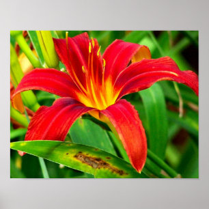 Pôster Fiery Orange Day Lily Flower