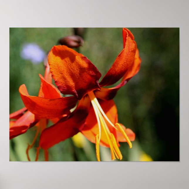 Pôster Fiery Orange Lily Flower (Frente)