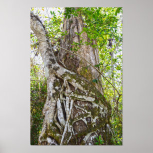 Poster Fig Estrangeiro, Grande Reserva Nacional de Cypres