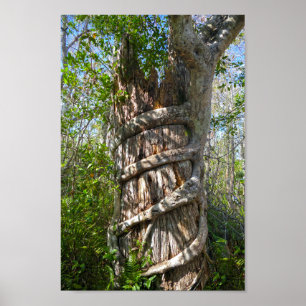 Poster Figo de Strangler, pântano grande de Cypress,
