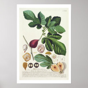 Poster Figo, gravado por 1704-67) placas de Johann Jakob