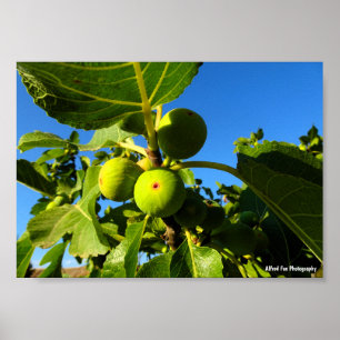 Poster Figos Brancos Céu Azul