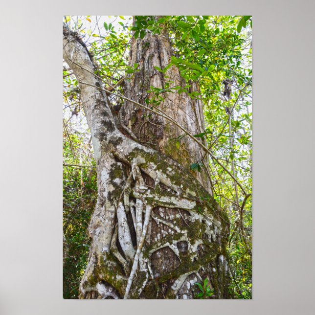Poster Figueira Estranguladora, Big Cypress National Pres (Frente)