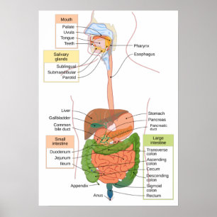 Poster Figura Gastrointestinal Humano