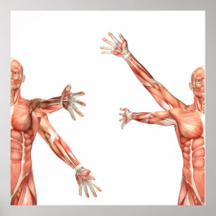 Poster figura médica mostrando circundução no ombro