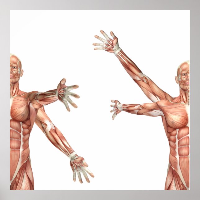 Poster figura médica mostrando circundução no ombro (Frente)