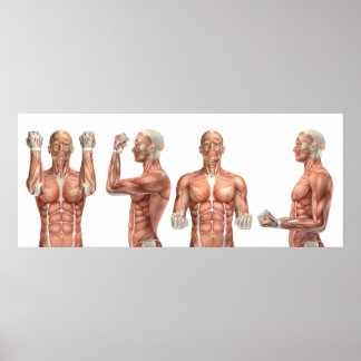 Pôster figura médica mostrando flexão e extensão do cotov