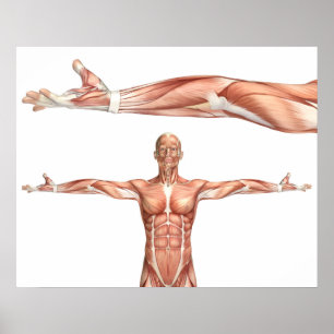 Poster figura médica que mostra o supination do cotovelo