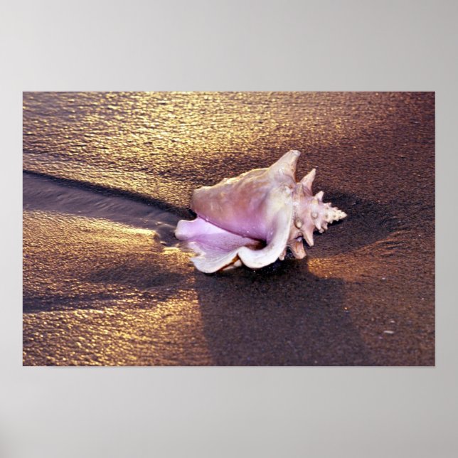 Poster Fiji Islands, there are still shells like this on (Frente)