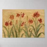 Fila de Amaryllis Vermelho
