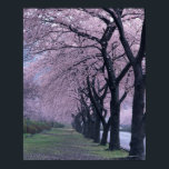 Poster Fila de árvores de flores<br><div class="desc">ID do Ativo: 122651146 / Datacaft Co Ltd / Fileira de árvores de flores de cereja _x000D_ _x000D_ Uma flor de cereja é a flor de qualquer uma das várias árvores do gênero Prunus , em especial a Cereja japonesa, Prunus serrulata , que é por vezes denominada sakura após Japonês...</div>