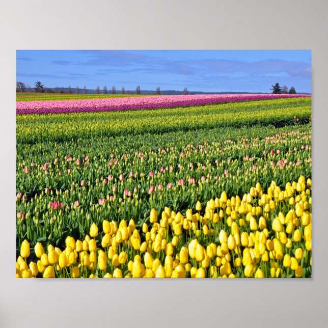 Poster Filas coloridas de tulipas (Frente)