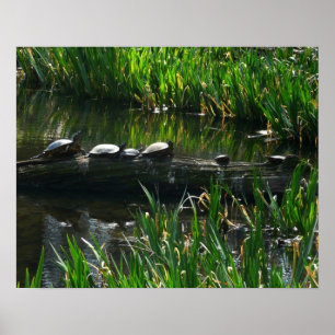 Poster Fileira de Tartarugas Foto Verde