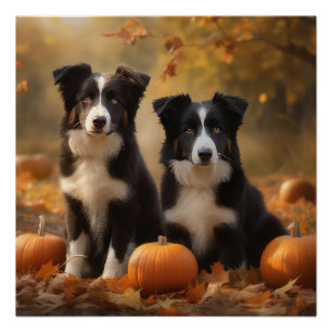 Pôster Filhote de Border Collie Delícia de Outono Abóbora