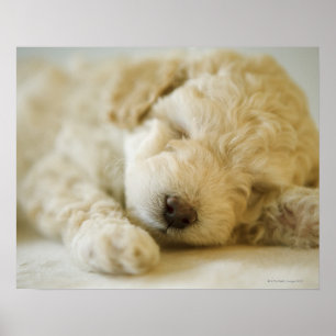 Poster Filhote de cachorro 2 da caniche do sono