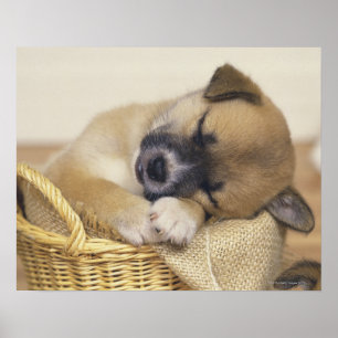 Pôster Filhote de cachorro 3