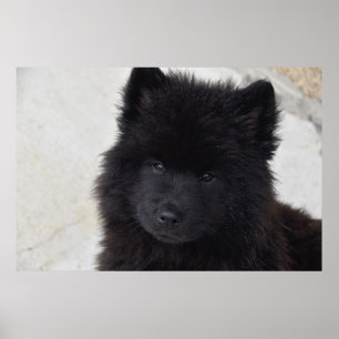 Poster Filhote de cachorro adorável