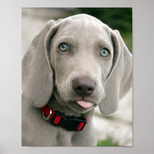 Pôster Filhote de cachorro adorável do weimaraner