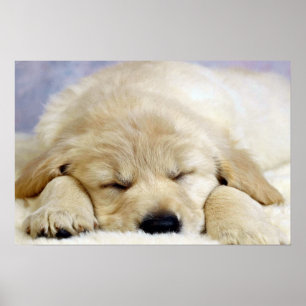 Pôster Filhote de cachorro adormecido