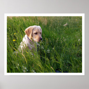 Poster Filhote de cachorro amarelo do laboratório na