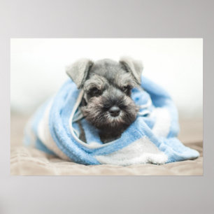 Pôster Filhote de cachorro após o banho