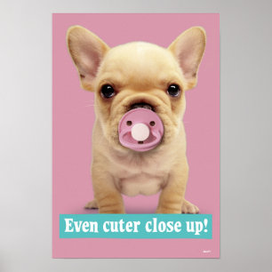 Poster Filhote de cachorro bonito com Pacifier