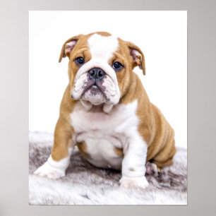 Poster Filhote de cachorro bonito do buldogue que