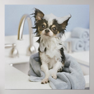 Pôster Filhote de cachorro da chihuahua envolvido em uma