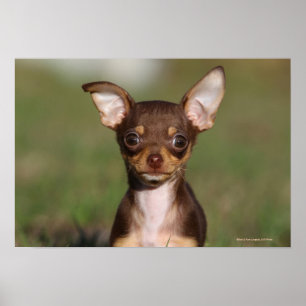 Pôster Filhote de cachorro da chihuahua que olha a câmer