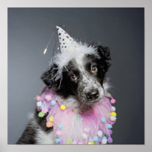 Pôster Filhote de cachorro de border collie que veste o
