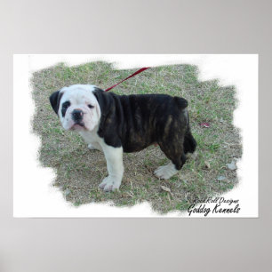 Pôster Filhote de cachorro de Bulldogge do inglês de Old