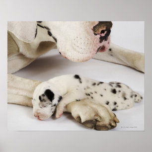 Pôster Filhote de cachorro de great dane do Harlequin que