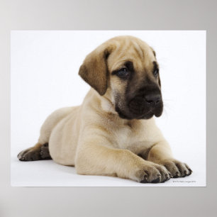 Pôster Filhote de cachorro de great dane que encontra-se
