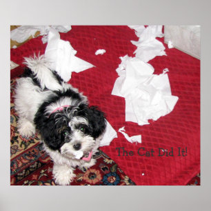 Pôster Filhote de cachorro de Havanese