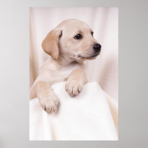 Poster Filhote de cachorro de Labrador