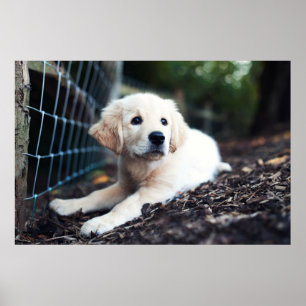 Pôster Filhote de cachorro de Labrador que joga no jardim