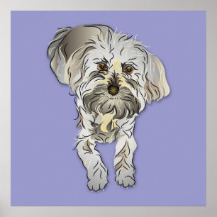Pôster Filhote de cachorro de Maltipoo