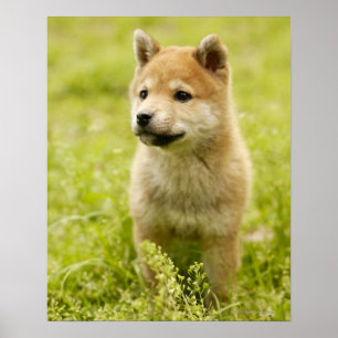 Poster filhote de cachorro de Shiba-ken