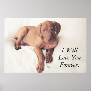 Poster Filhote de cachorro de Vizsla do Hungarian
