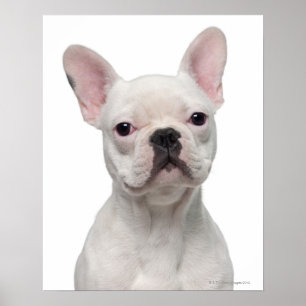Poster Filhote de cachorro do buldogue francês (5 meses