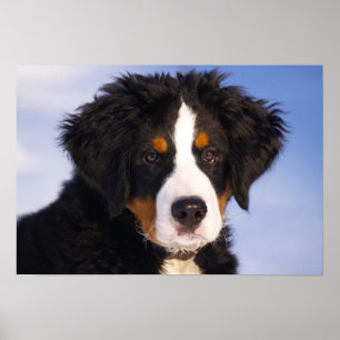 Pôster Filhote de cachorro do cão de montanha de Bernese