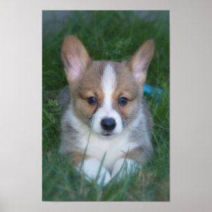 Pôster Filhote de cachorro do Corgi