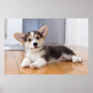 Poster Filhote de cachorro do Corgi de Galês do Pembroke