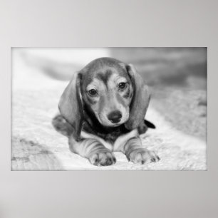 Poster Filhote de cachorro do Dachshund