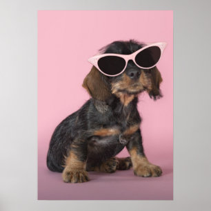 Pôster Filhote de cachorro do Dachshund que veste óculos